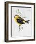 Pair of Xanthornus Flaviceps, Illustration from 'Zoology of the Voyage of H.M.S. Beagle, 1832-36'-Charles Darwin-Framed Giclee Print