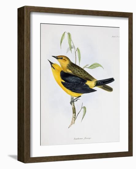 Pair of Xanthornus Flaviceps, Illustration from 'Zoology of the Voyage of H.M.S. Beagle, 1832-36'-Charles Darwin-Framed Giclee Print