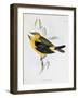 Pair of Xanthornus Flaviceps, Illustration from 'Zoology of the Voyage of H.M.S. Beagle, 1832-36'-Charles Darwin-Framed Giclee Print