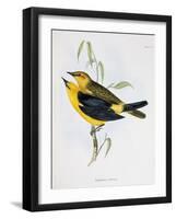 Pair of Xanthornus Flaviceps, Illustration from 'Zoology of the Voyage of H.M.S. Beagle, 1832-36'-Charles Darwin-Framed Giclee Print