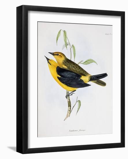 Pair of Xanthornus Flaviceps, Illustration from 'Zoology of the Voyage of H.M.S. Beagle, 1832-36'-Charles Darwin-Framed Giclee Print