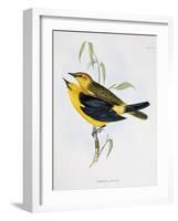 Pair of Xanthornus Flaviceps, Illustration from 'Zoology of the Voyage of H.M.S. Beagle, 1832-36'-Charles Darwin-Framed Giclee Print