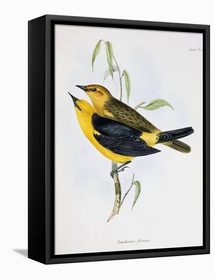 Pair of Xanthornus Flaviceps, Illustration from 'Zoology of the Voyage of H.M.S. Beagle, 1832-36'-Charles Darwin-Framed Stretched Canvas