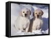 Pair of Yellow Labrador Retriever Puppies in Snow-Lynn M^ Stone-Framed Stretched Canvas