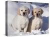 Pair of Yellow Labrador Retriever Puppies in Snow-Lynn M^ Stone-Stretched Canvas