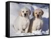 Pair of Yellow Labrador Retriever Puppies in Snow-Lynn M^ Stone-Framed Stretched Canvas