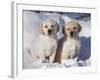 Pair of Yellow Labrador Retriever Puppies in Snow-Lynn M^ Stone-Framed Photographic Print