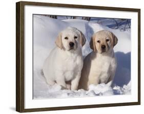Pair of Yellow Labrador Retriever Puppies in Snow-Lynn M^ Stone-Framed Photographic Print