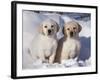 Pair of Yellow Labrador Retriever Puppies in Snow-Lynn M^ Stone-Framed Photographic Print