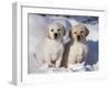 Pair of Yellow Labrador Retriever Puppies in Snow-Lynn M^ Stone-Framed Photographic Print