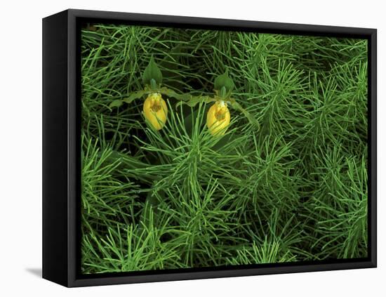 Pair of Yellow Lady's Slipper Orchids Amid Equisetum in Springtime, Upper Peninsula, Michigan, USA-Mark Carlson-Framed Stretched Canvas