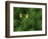 Pair of Yellow Lady's Slipper Orchids Amid Equisetum in Springtime, Upper Peninsula, Michigan, USA-Mark Carlson-Framed Photographic Print