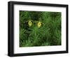 Pair of Yellow Lady's Slipper Orchids Amid Equisetum in Springtime, Upper Peninsula, Michigan, USA-Mark Carlson-Framed Photographic Print