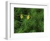 Pair of Yellow Lady's Slipper Orchids Amid Equisetum in Springtime, Upper Peninsula, Michigan, USA-Mark Carlson-Framed Photographic Print