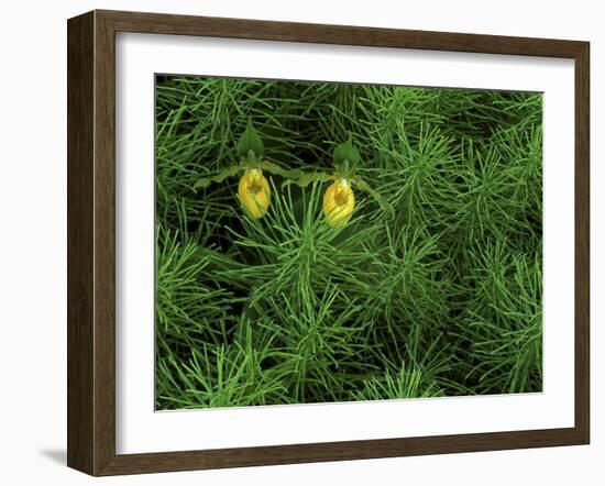 Pair of Yellow Lady's Slipper Orchids Amid Equisetum in Springtime, Upper Peninsula, Michigan, USA-Mark Carlson-Framed Photographic Print