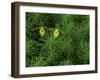 Pair of Yellow Lady's Slipper Orchids Amid Equisetum in Springtime, Upper Peninsula, Michigan, USA-Mark Carlson-Framed Photographic Print