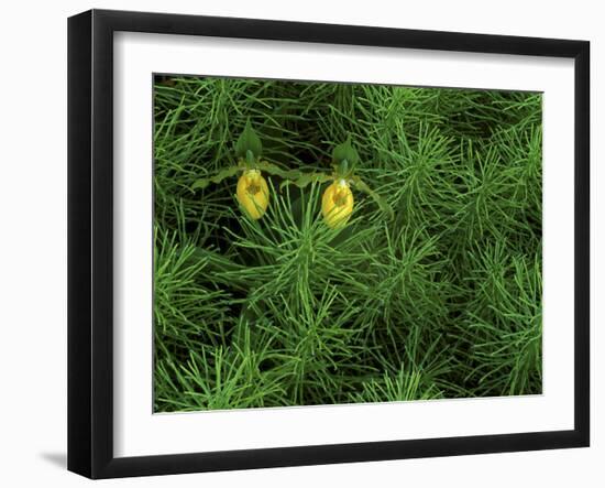 Pair of Yellow Lady's Slipper Orchids Amid Equisetum in Springtime, Upper Peninsula, Michigan, USA-Mark Carlson-Framed Photographic Print