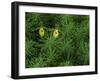 Pair of Yellow Lady's Slipper Orchids Amid Equisetum in Springtime, Upper Peninsula, Michigan, USA-Mark Carlson-Framed Photographic Print