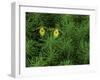 Pair of Yellow Lady's Slipper Orchids Amid Equisetum in Springtime, Upper Peninsula, Michigan, USA-Mark Carlson-Framed Photographic Print