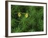 Pair of Yellow Lady's Slipper Orchids Amid Equisetum in Springtime, Upper Peninsula, Michigan, USA-Mark Carlson-Framed Photographic Print