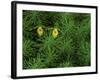 Pair of Yellow Lady's Slipper Orchids Amid Equisetum in Springtime, Upper Peninsula, Michigan, USA-Mark Carlson-Framed Photographic Print