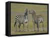 Pair of Zebras-Arthur Morris-Framed Stretched Canvas