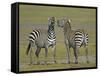 Pair of Zebras-Arthur Morris-Framed Stretched Canvas