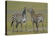Pair of Zebras-Arthur Morris-Stretched Canvas