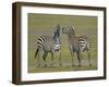 Pair of Zebras-Arthur Morris-Framed Premium Photographic Print