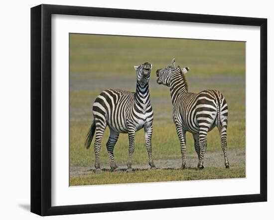 Pair of Zebras-Arthur Morris-Framed Premium Photographic Print
