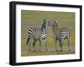 Pair of Zebras-Arthur Morris-Framed Premium Photographic Print