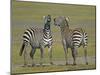 Pair of Zebras-Arthur Morris-Mounted Premium Photographic Print