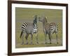 Pair of Zebras-Arthur Morris-Framed Photographic Print