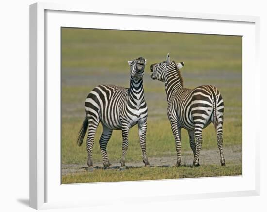 Pair of Zebras-Arthur Morris-Framed Photographic Print