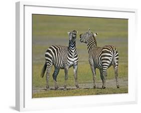 Pair of Zebras-Arthur Morris-Framed Photographic Print