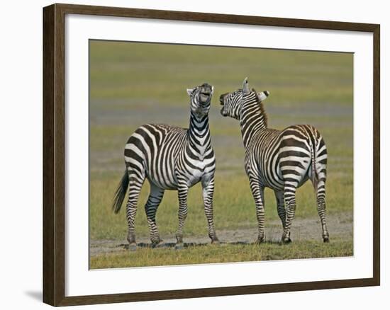 Pair of Zebras-Arthur Morris-Framed Photographic Print