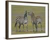 Pair of Zebras-Arthur Morris-Framed Photographic Print
