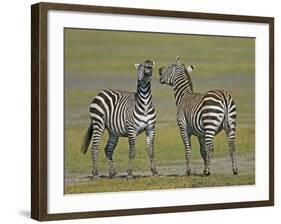 Pair of Zebras-Arthur Morris-Framed Photographic Print