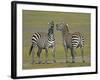 Pair of Zebras-Arthur Morris-Framed Photographic Print