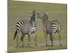 Pair of Zebras-Arthur Morris-Mounted Photographic Print