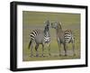 Pair of Zebras-Arthur Morris-Framed Photographic Print