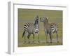 Pair of Zebras-Arthur Morris-Framed Photographic Print