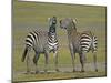 Pair of Zebras-Arthur Morris-Mounted Photographic Print