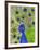 Paisley B Peacock-Blenda Tyvoll-Framed Giclee Print