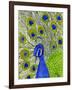 Paisley B Peacock-Blenda Tyvoll-Framed Giclee Print