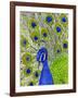 Paisley B Peacock-Blenda Tyvoll-Framed Giclee Print