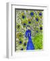 Paisley B Peacock-Blenda Tyvoll-Framed Giclee Print