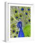 Paisley B Peacock-Blenda Tyvoll-Framed Giclee Print