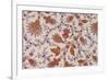 Paisley Floral Pattern Repeat on Off White Background-null-Framed Giclee Print