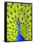 Paisley Peacock-Blenda Tyvoll-Framed Stretched Canvas